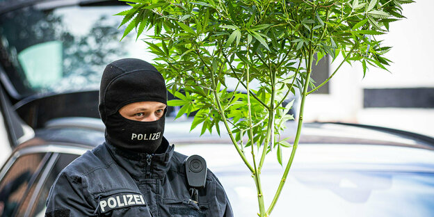 Ein vermummter Polizist trägt beschlagnahmte eine Hanfpflanze mit einem Topf Ein vermummter Polizist trägt beschlagnahmte eine Hanfpflanze mit einem Topf