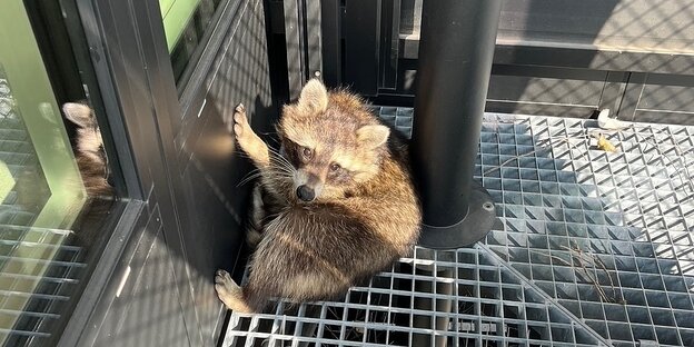 Ein junger Waschbär kauert in der Ecke auf einem Balkon Ein junger Waschbär kauert in der Ecke auf einem Balkon