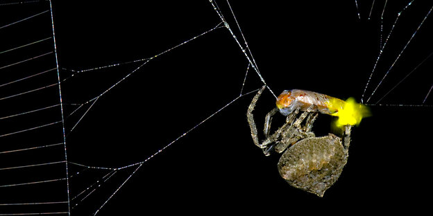 Die Spinne (Araneus ventricosus) verschnürt ein männliches Glühwürmchen das noch leuchtet Die Spinne (Araneus ventricosus) verschnürt ein männliches Glühwürmchen das noch leuchtet