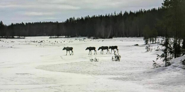Elche laufen durch eine Schneelandschaft. Elche laufen durch eine Schneelandschaft.
