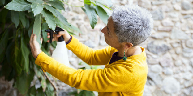 Eine Frau kümmert sich um eine Avocado-Pflanze Eine Frau kümmert sich um eine Avocado-Pflanze