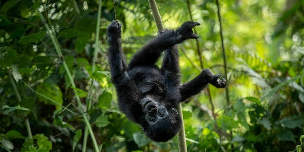 Berggorillababy schwingt zwischen Bäumen Berggorillababy schwingt zwischen Bäumen