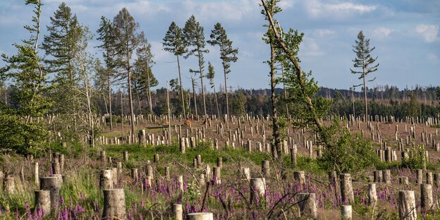 Ein abgeholzter Wald Ein abgeholzter Wald