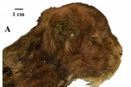 Sensationsfund Säbelzahntiger-Baby: Tiefkühlkatze aufgetaut