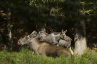 Naturschutz in Deutschland: Auch Wanstschrecken brauchen Wohnraum