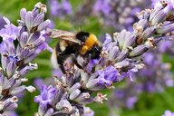 TikTok-Trend „Lavender Marriage“: Die pragmatische Ehe ist zurück