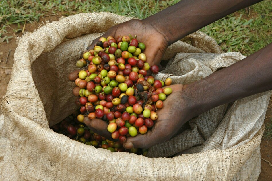 Vertreibung für Kaffeeplantage: Mini-Ausgleich für ugandische Bauern