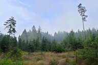 Zum Zustand des Waldes: Jeder fünfte Baum ist gesund