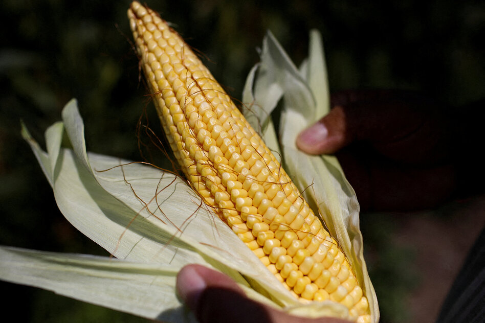 Beschluss des mexikanischen Kongresses: Mexiko verbietet „Genmais“