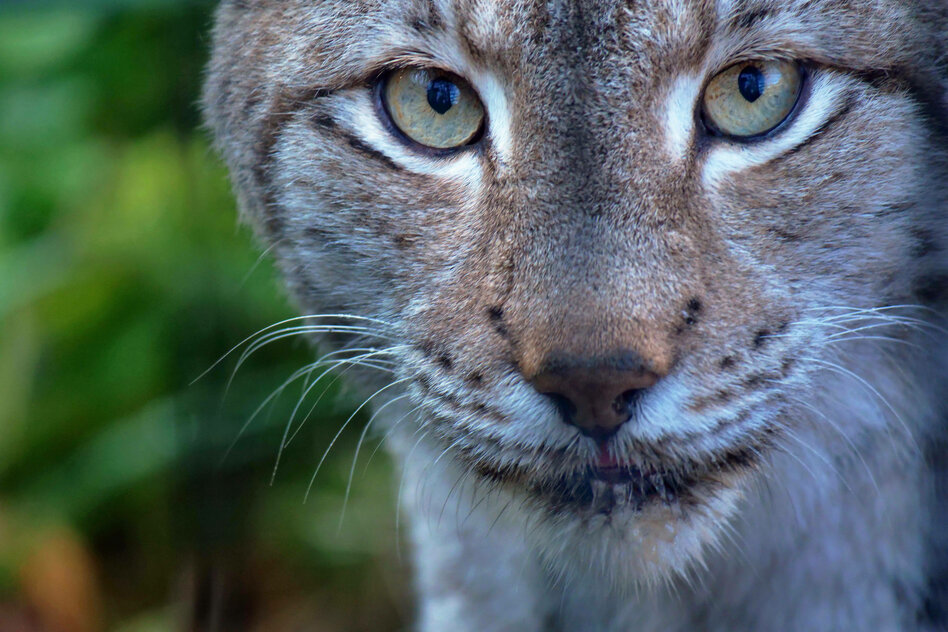 25 Jahre Luchse im Harz: Angekommen, doch isoliert