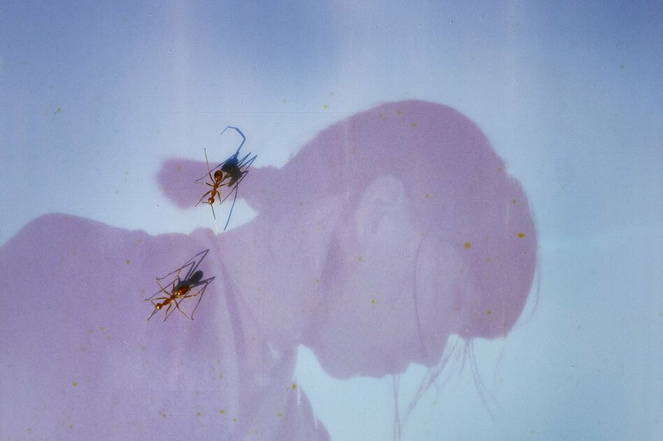 Neues Album von Japanerin Ichiko Aoba: Elegisch zähmen