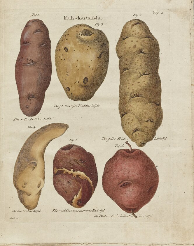 Zeichnung von verschiedenartig aussehenden Kartoffeln
