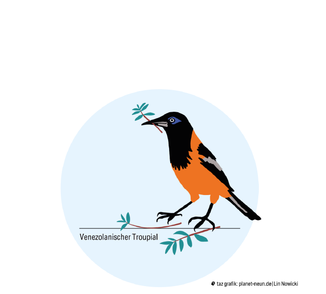 Eine Grafik vom venezolanischen Troupial, in seinem Schnabe hat er einen Zweig. Sein Gefieder ist orange und schwarz.
