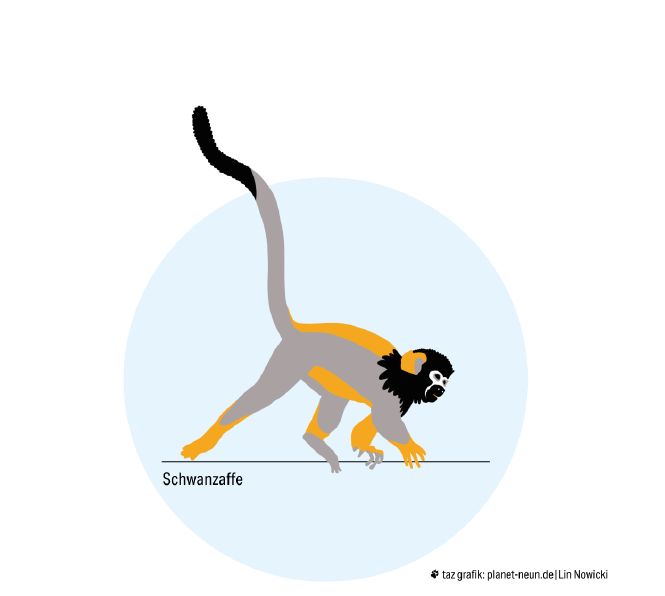 Abbild eines Schwanzaffen, er läuft auf vier Beinen, den Schwanz in die Luft gestreckt