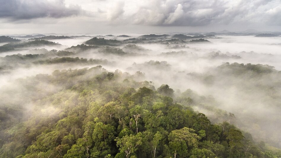 Beschützer des Regenwaldes: Der Amazonas dankt