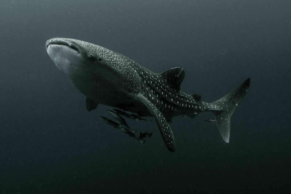 Die Wahrheit: Langsam durch die Dunkelheit