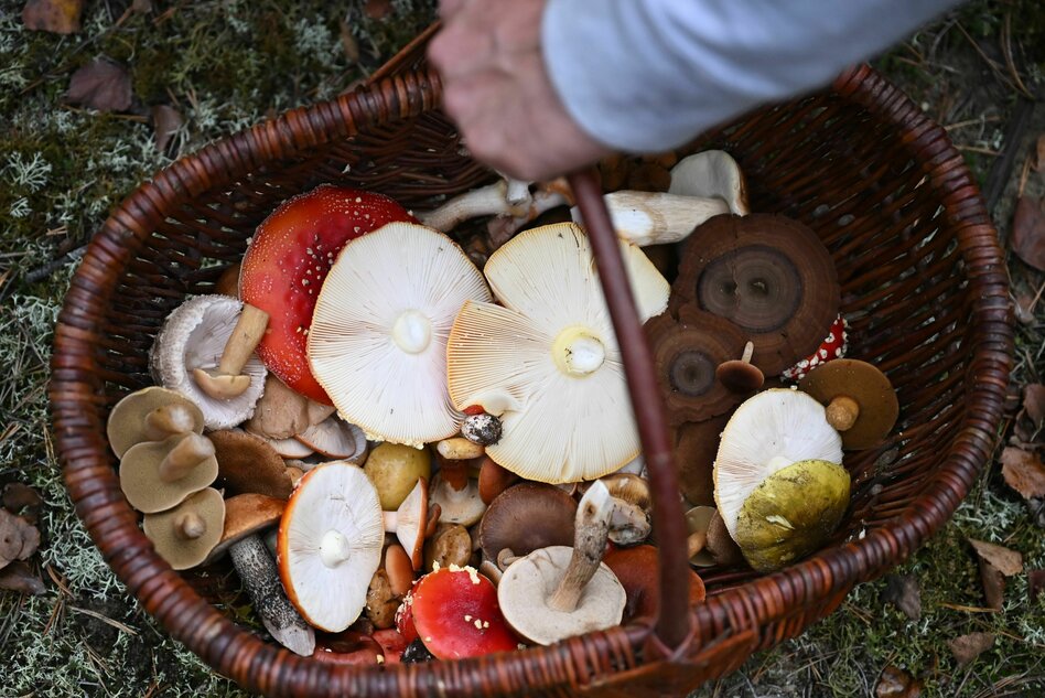 Die Wahrheit: Pilzköpfe nebst Herbstnebel