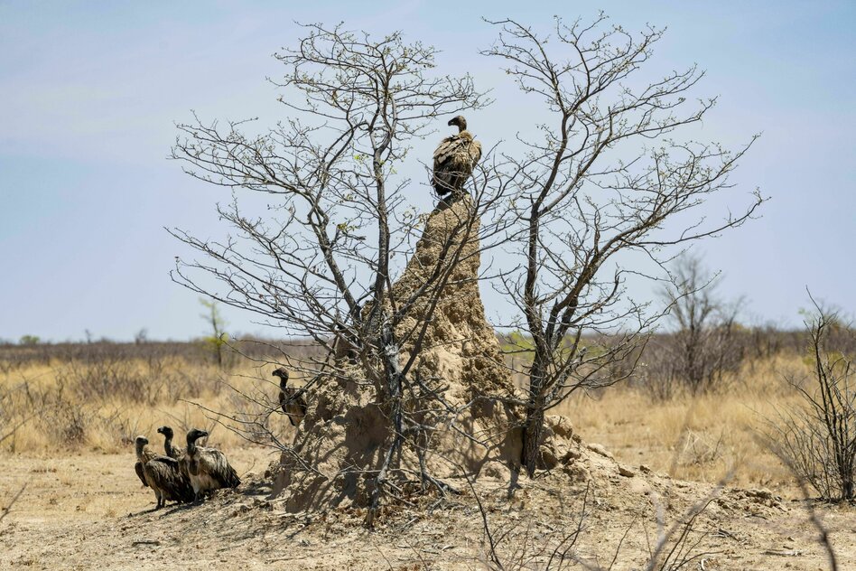 Erfolge der Sensortechnik: Mit Hightech in die Wildnis