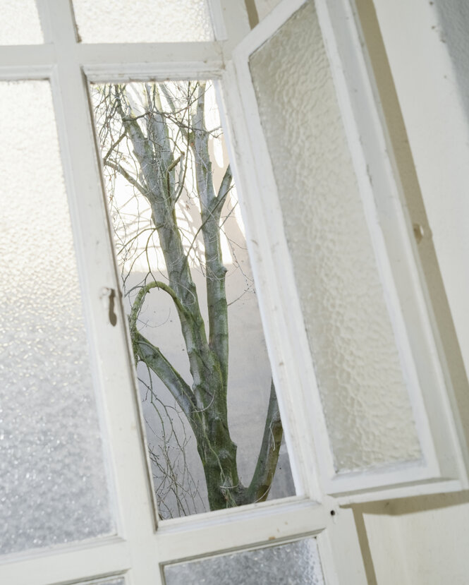 Blick durch ein Fenster auf einen Baum.