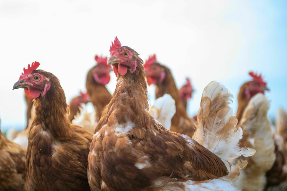 Vogelgrippe: Mehr als eine Million tote Tiere