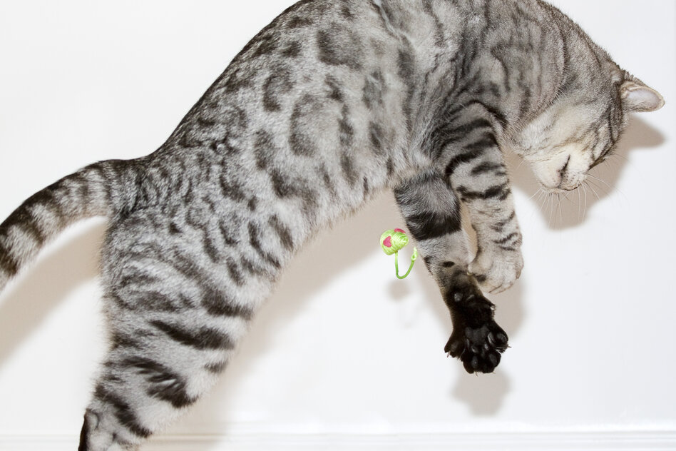 Von der Hauskatze lernen: Mag er mich überhaupt?