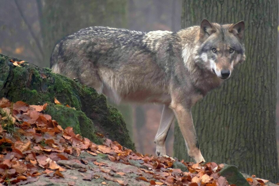 Wolfspopulation in Deutschland stabil: Streit um Konsequenzen