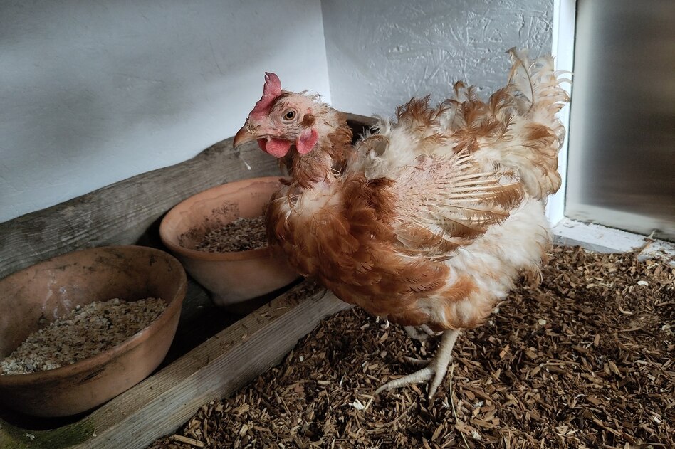 Im Hühnerglück: Ein zweites Leben für Rupfi