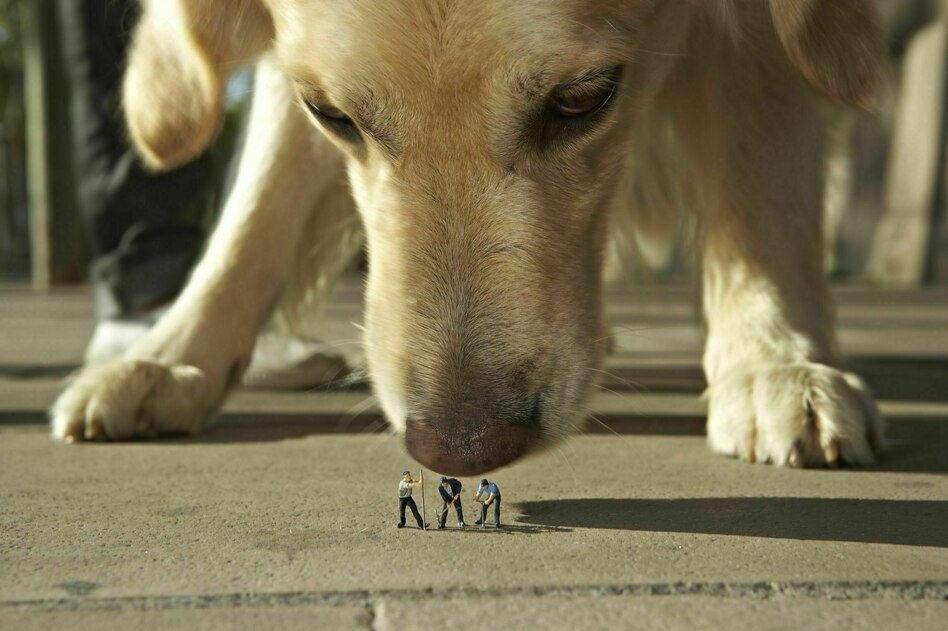 Sozialleben im Dezember: Unsichtbarer Geisterhund