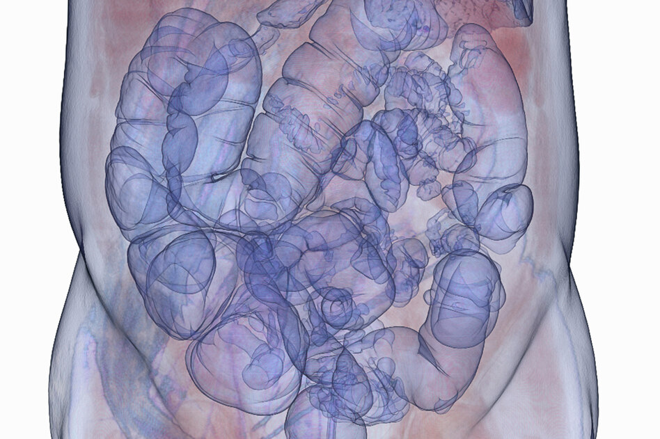 Forschung über Darm: Viel mehr als ein Verdauungsrohr