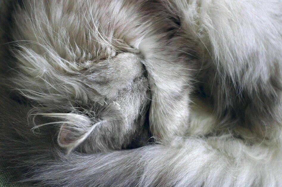 Kreativität: Chillende Katzen und Gesichter im Fußboden