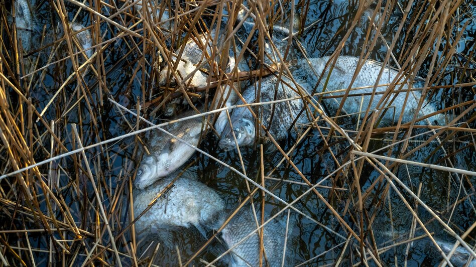 Überdüngung in Norddeutschland: Dein Billigbrötchen killt Fische in der Ostsee