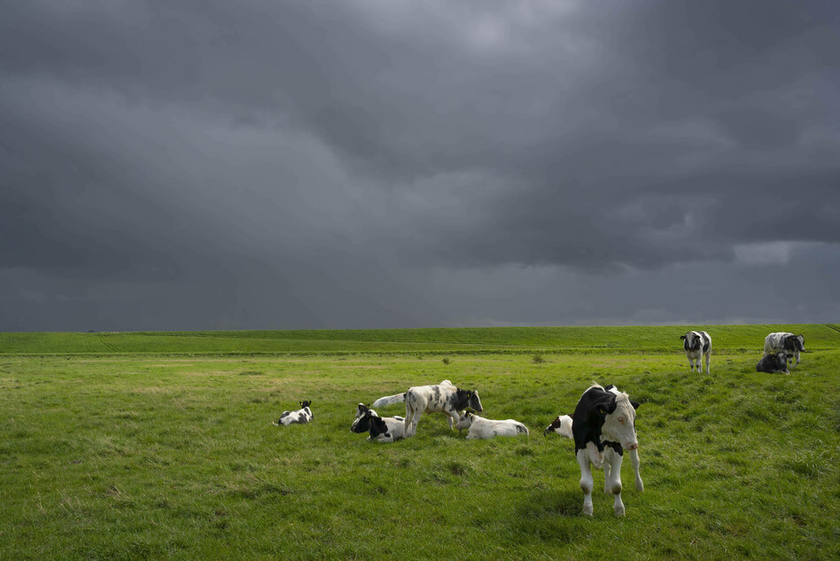 Studie zu schwindendem Weideland: Weltweite Ernährung in Gefahr