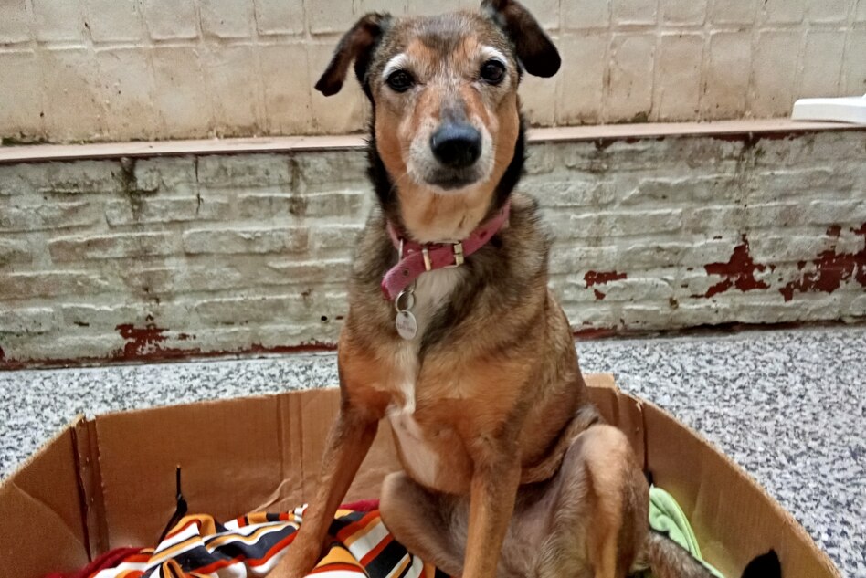 Wirtschaftsprobleme in Argentinien: Tierische Befindlichkeiten