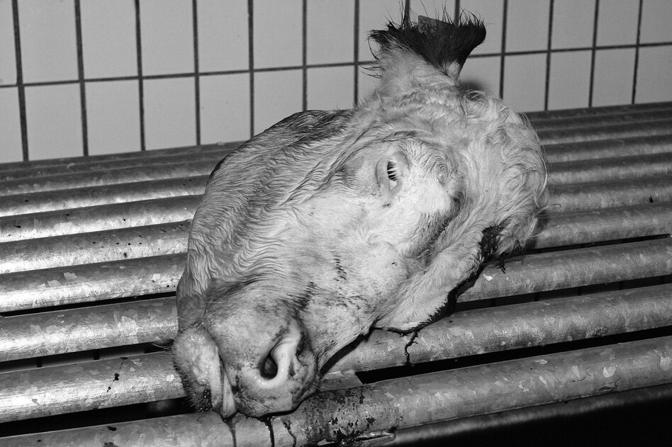 Buckelwal in der Ostsee: Der übergriffige Mensch