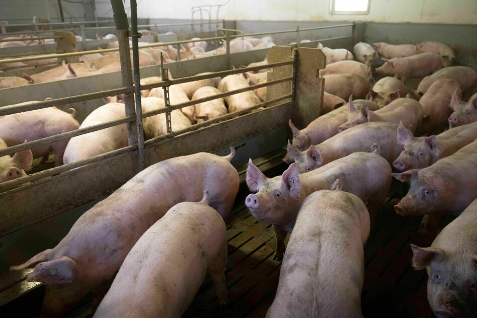 Gen Z und Männlichkeit: Viele Männer sind Schweine. Ich auch?