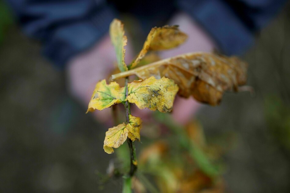 Nach Glyphosat-Gutachten: Krebsforscher verliert seinen Posten
