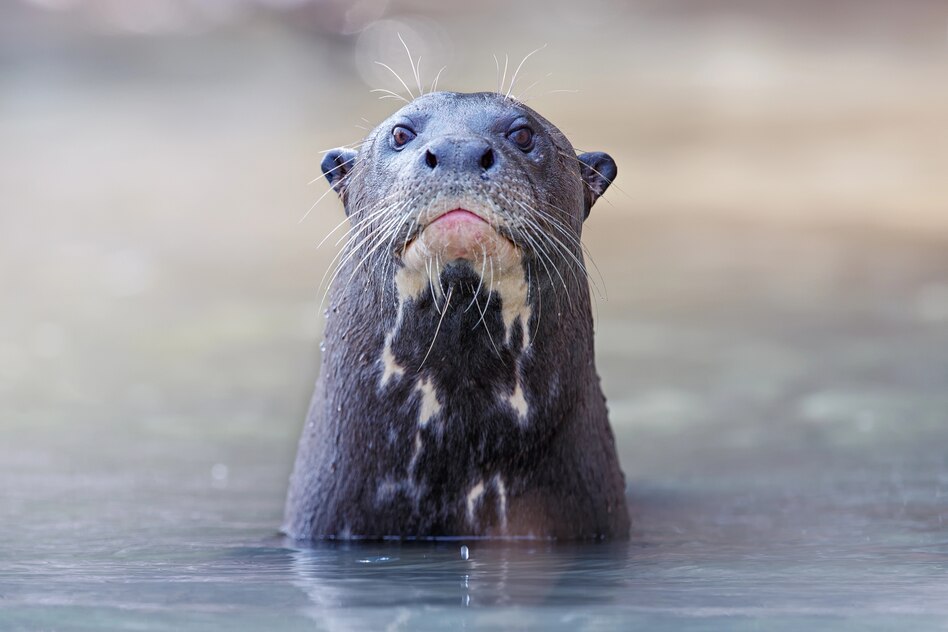 Riesenotter unter Schutz gestellt: Möge er voranschwimmen!