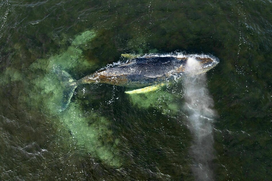 Gestrandeter Buckelwal: Anzeige ist raus