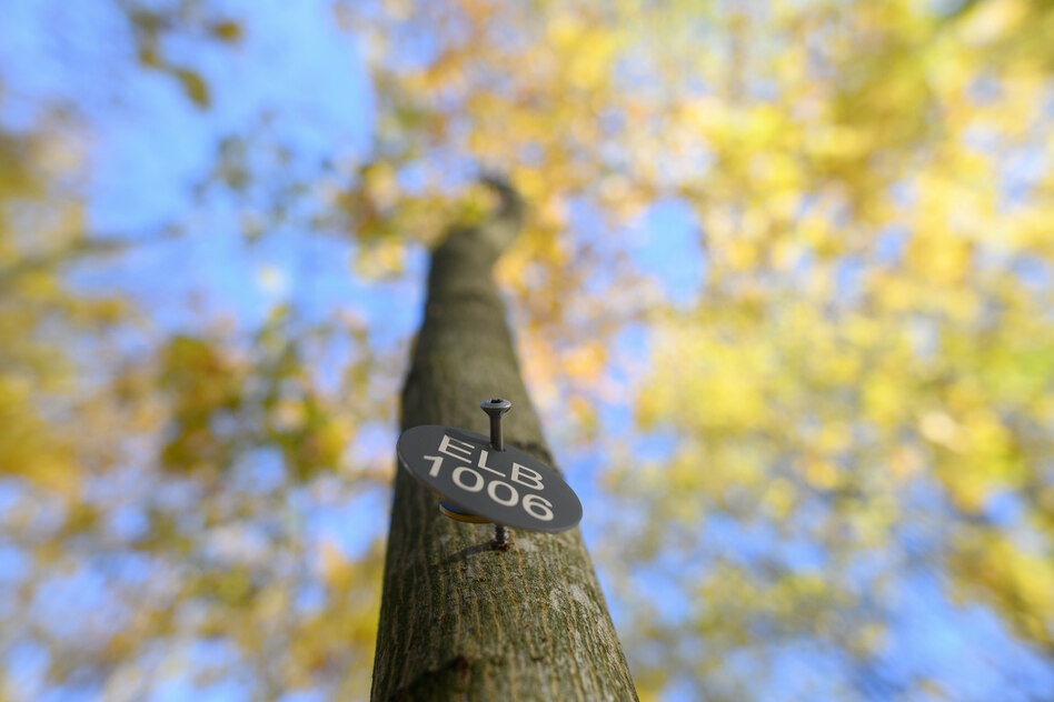 Grüne gegen Friedhofszwang: Auch Tote sollen wählen dürfen