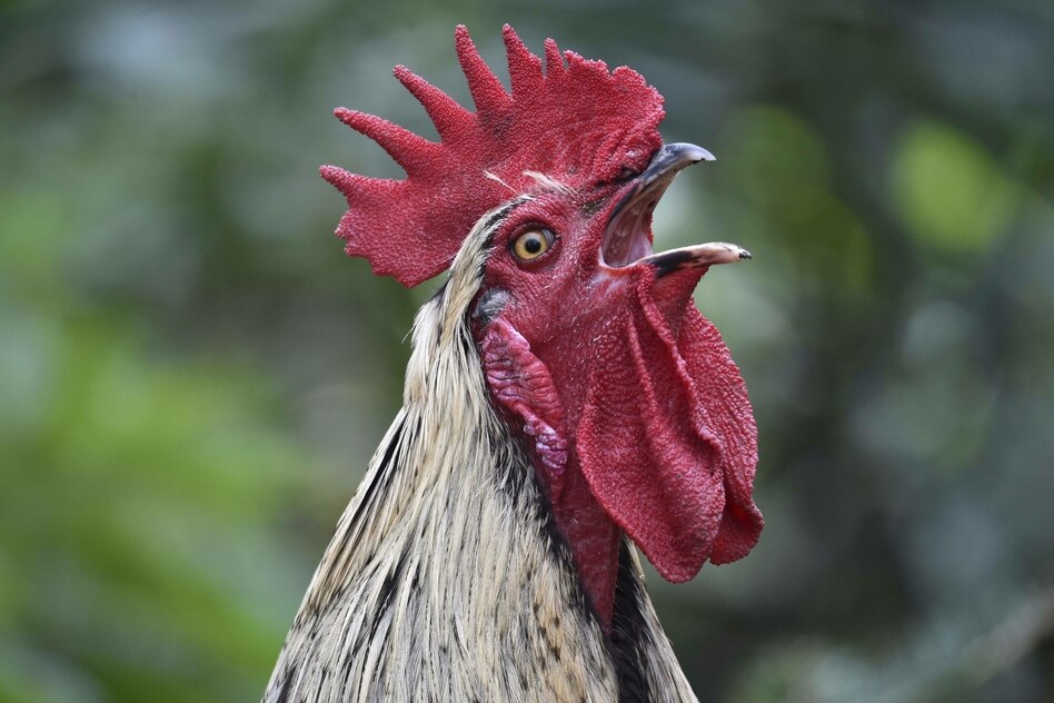 Im Wochenendhaus: Mein Körper will auf dem Land sein, mein Kopf in der Stadt