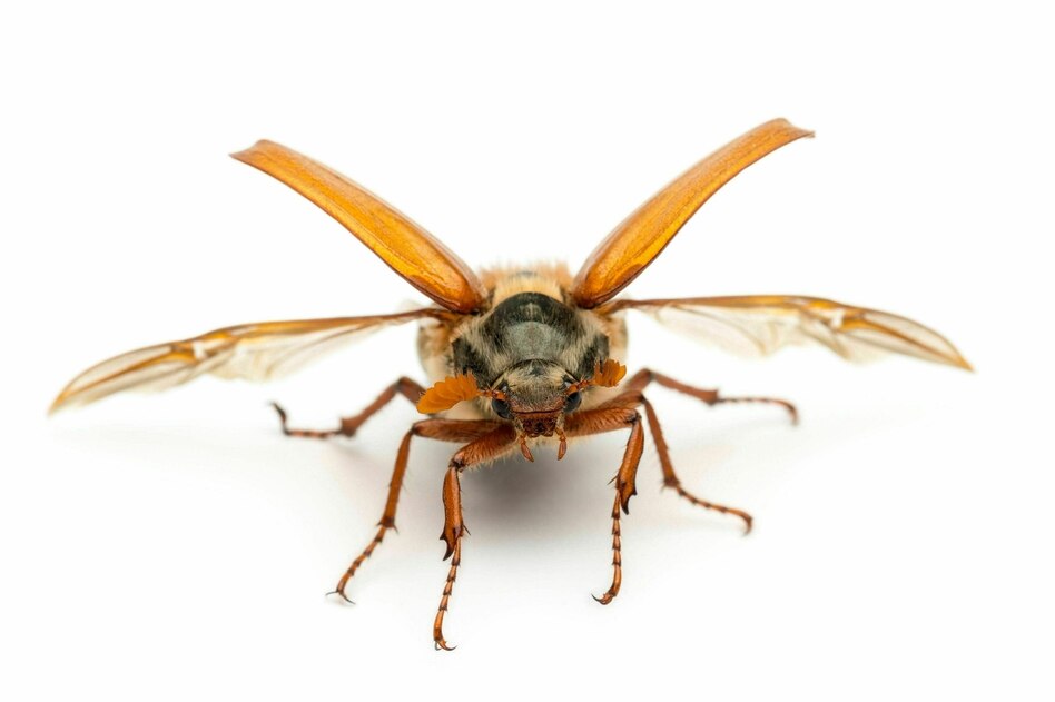 Millionen Maikäfer: Comeback der Beetles?