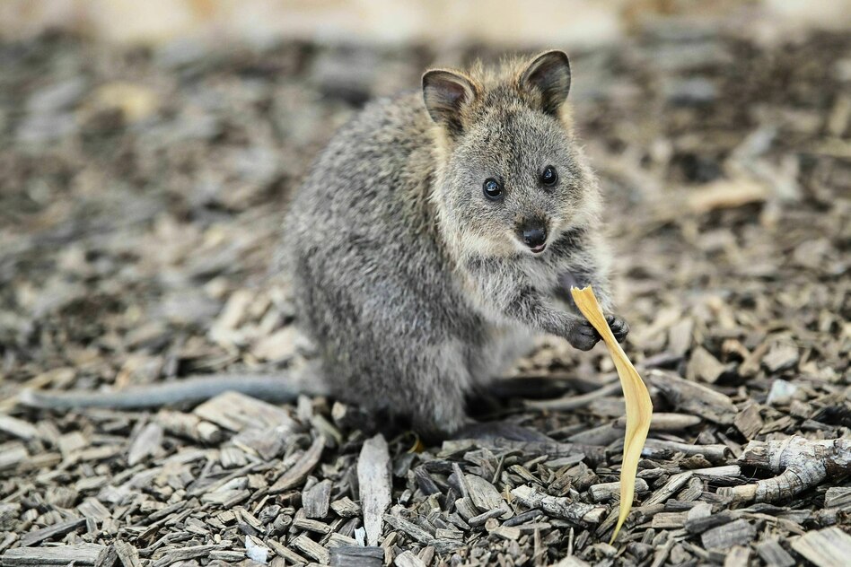 Quokkas in Australien: Im Reich der Pelzknäuel