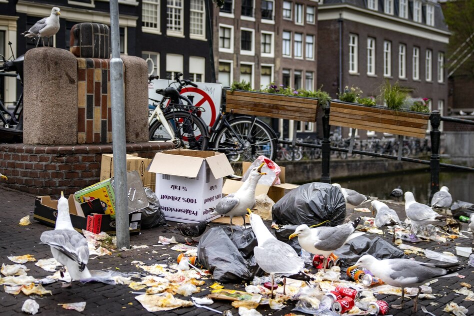 Abfallprobleme in Amsterdam: Straßenparty mit Möwen und Ratten