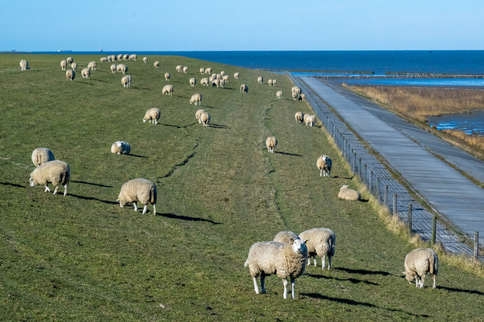 Tierzuchtberater über Weidehaltung: „Schafe haben maßgeblich zur Evolution beigetragen“