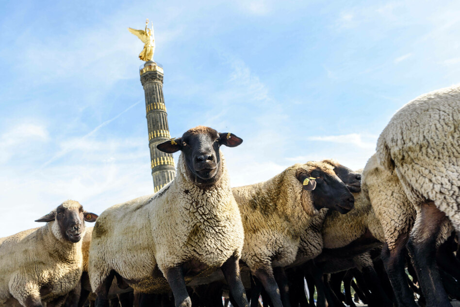 Geplante Tierhaltungskennzeichnung: EU-Kommission stellt deutsches Tierhaltungslogo infrage