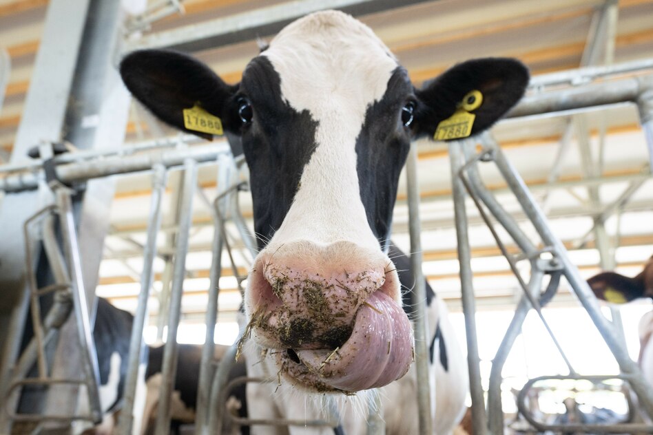 Landwirtschaft im Norden: Wenn der Milchpreis fällt, bis der Bauer nicht mehr jammert