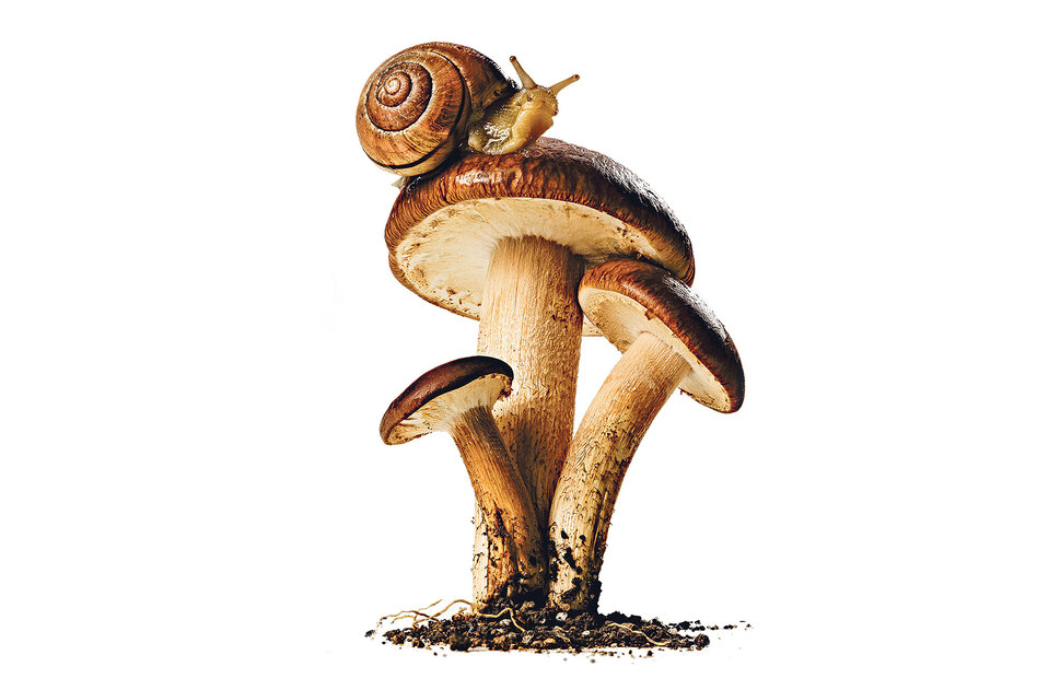 Pilzsaison: Form folgt Funghi