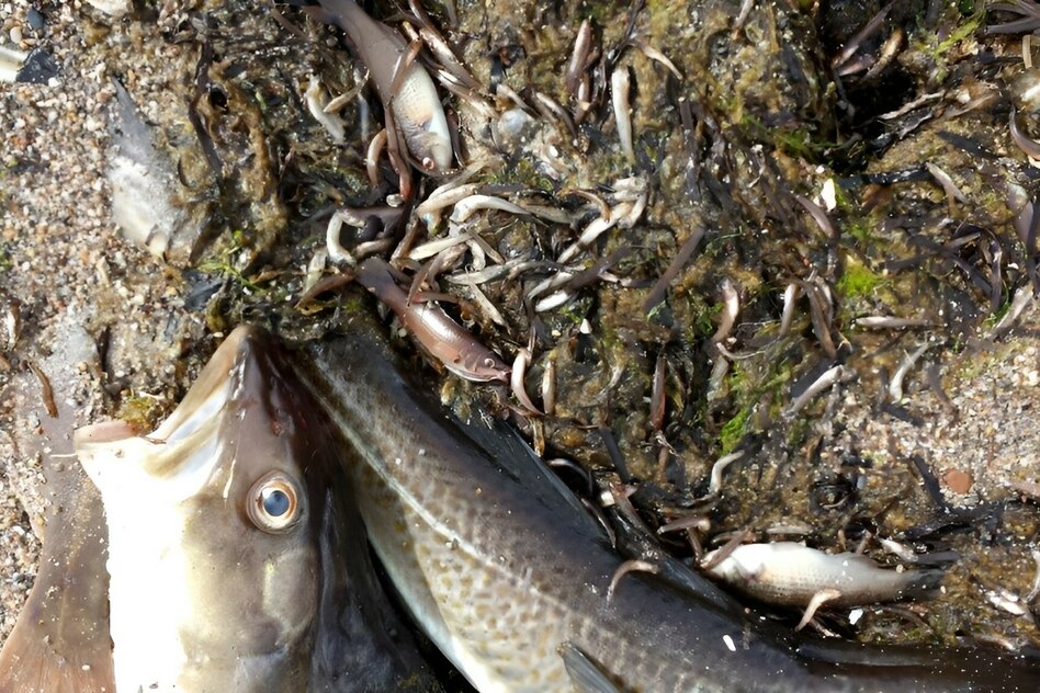 Fischsterben in der Ostsee: Nur die Spitze des Eisbergs