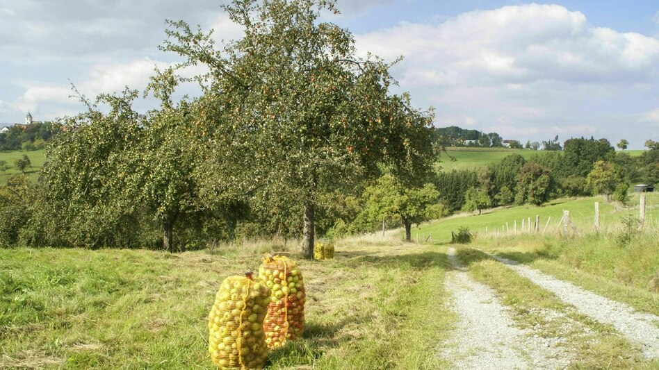 Immer weniger Streuobstwiesen: Das Paradies macht Arbeit