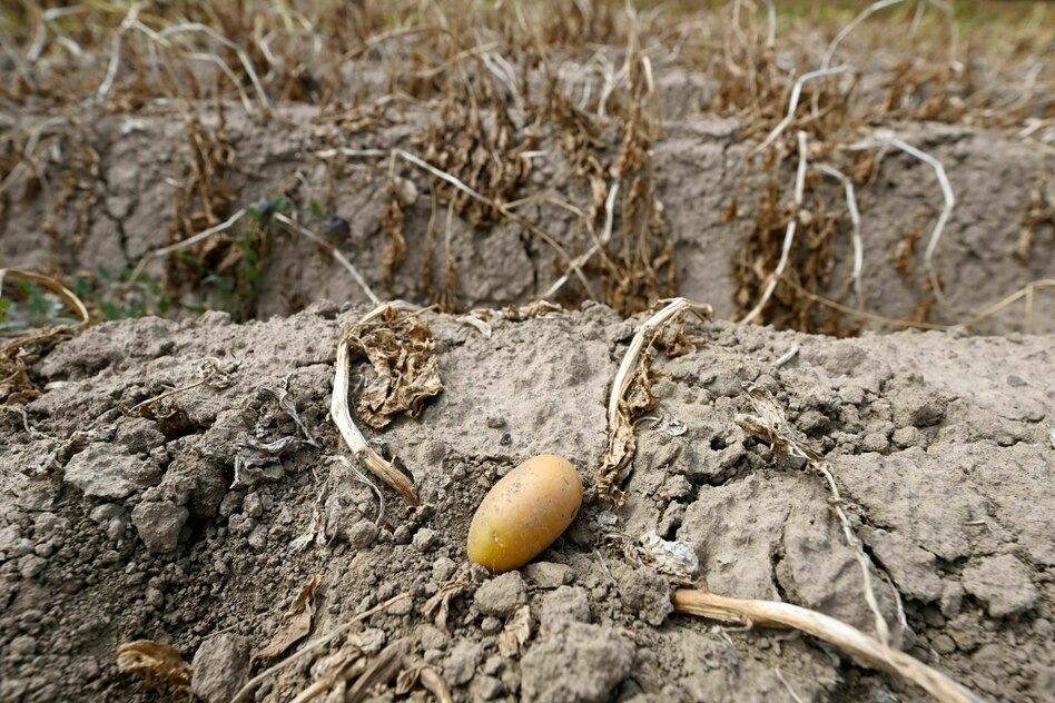 Klimawandel bedroht Landwirtschaft: Kartoffelernte bricht durch Hitze und Dürre ein